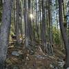 Sun shining through the trees on the Royal Elk Trail.