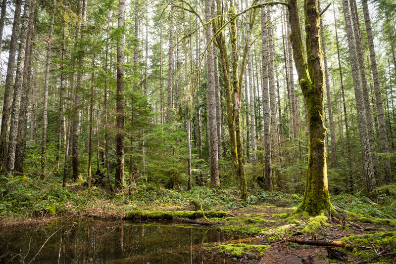 A tranquil seasonal pond sits part way along the Group Bypass Trail.