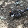 A Wild Grouse spotted on the Beaver Brook Trail in Golden.