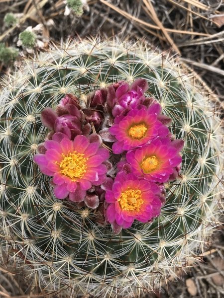 A flowering spring cactus along the Beaver Brook Trail.