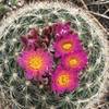 A flowering spring cactus along the Beaver Brook Trail.