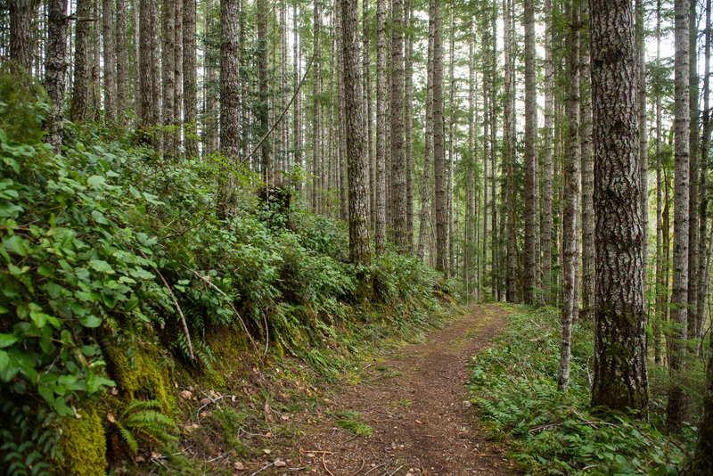 The east end of the Boundary Trail is smooth and beautiful.