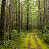 Plenty of trees and moss make the Boundary Trail an unchallenging but enjoyable doubletrack.