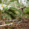 Look closely and you may find a few early season blooms.