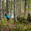 An open forest and views over the water give the North Inlet Trail a nice "coastal" feel.