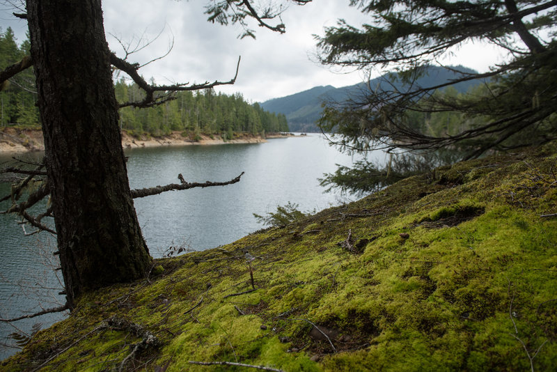 Enjoy a mossy viewpoint on the North Inlet Trail at Skokomish Park at Lake Cushman.