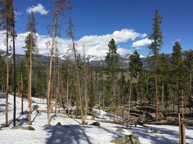 Springtime snow on the Glacier Creek Trail.