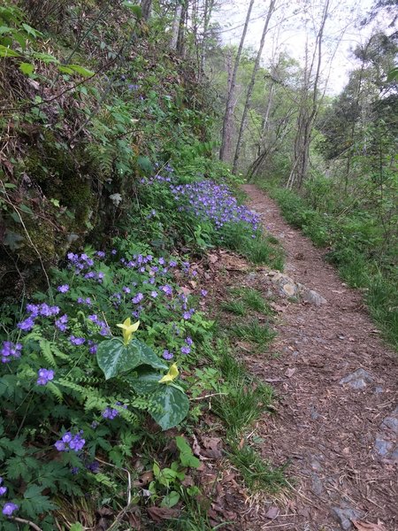 Spring wildflowers bloom along the Chestnut Top Trail.