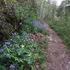 Spring wildflowers bloom along the Chestnut Top Trail.