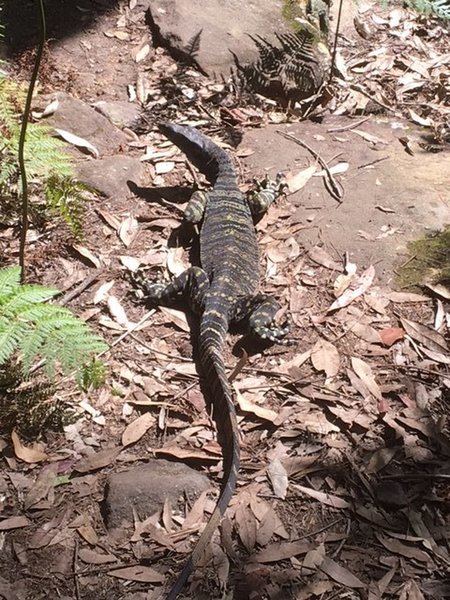 Lace goanna (monitor) lizards are frequent visitors to Berowra.