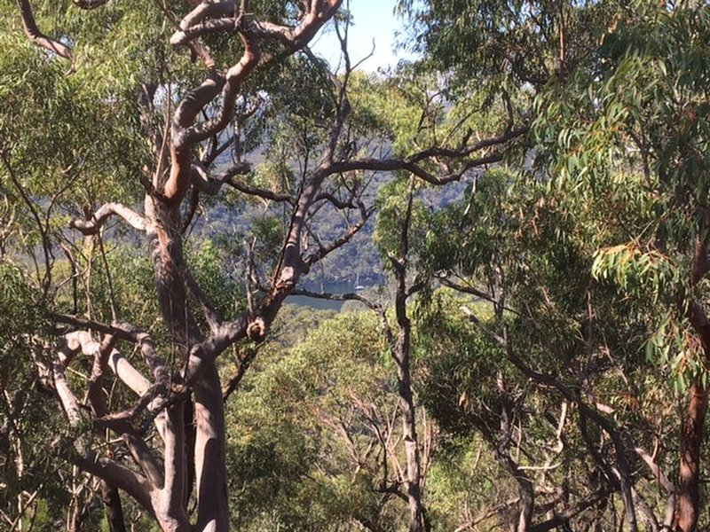 Gaps through the gum trees offer occasional glimpses of Cowan Creek.