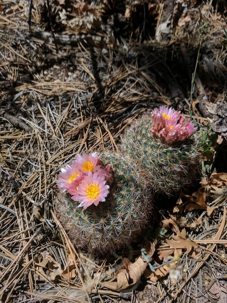 Barrel Cacti blossom in beautiful spring color.
