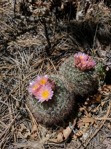 Barrel Cacti blossom in beautiful spring color.
