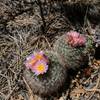 Barrel Cacti blossom in beautiful spring color.