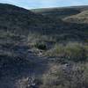 The trail is singletrack and marked by cairns as it makes its way through the grass and cacti.