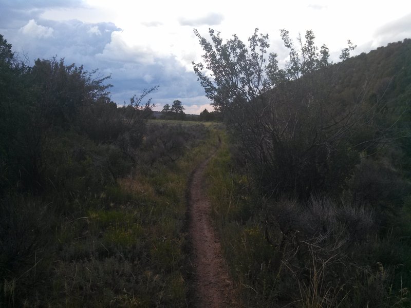 Singletrack near the top of Lower Spring Creek Trail.