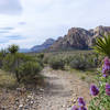 Spring in the desert sure is beautiful.