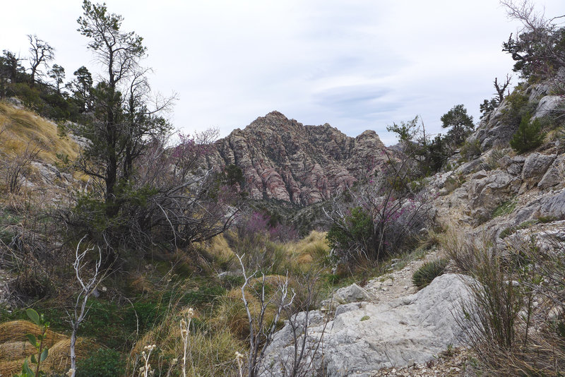 The La Madre Spring feeds spring vegetation along the narrow creek bed.