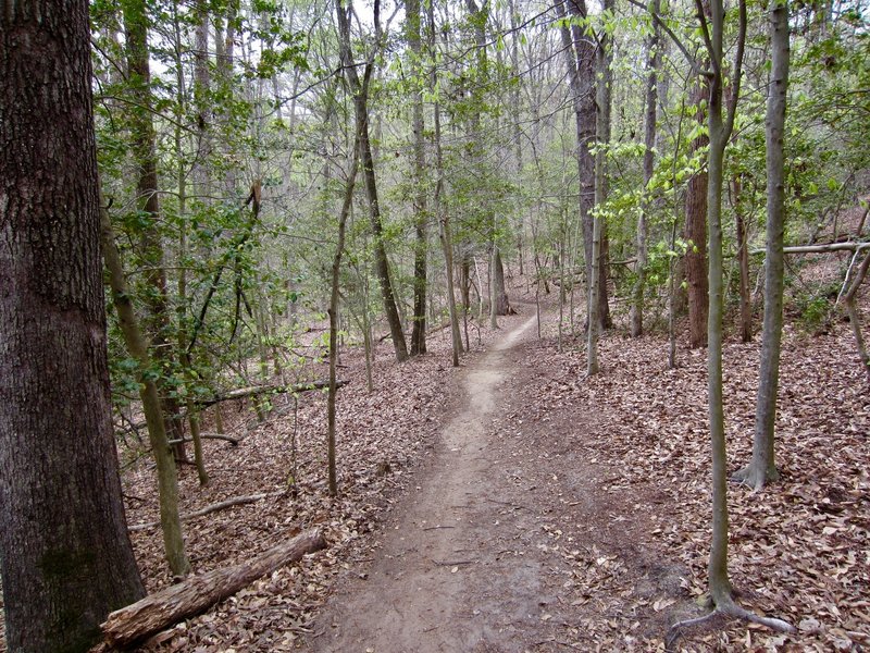 Trails are easy to follow in Bacon Ridge Natural Area.