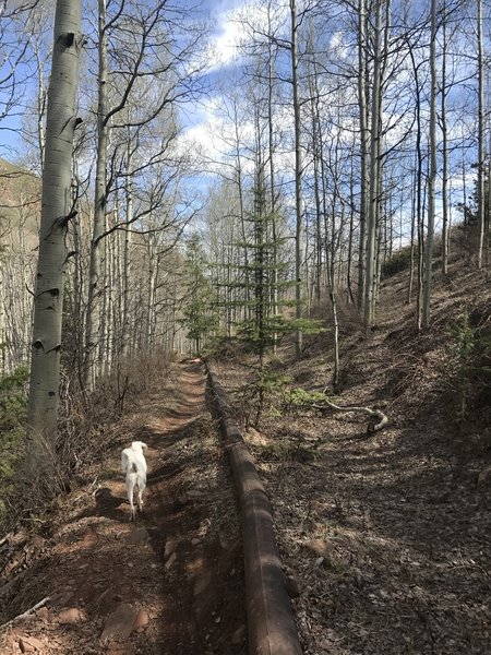 The reason for the trail's name. A no longer in use pipeline runs to the right of the trail.