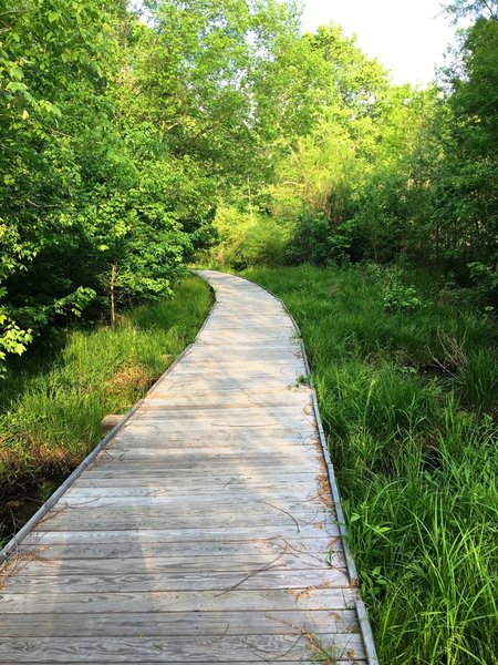 A boardwalk aids your passage through the swamp.