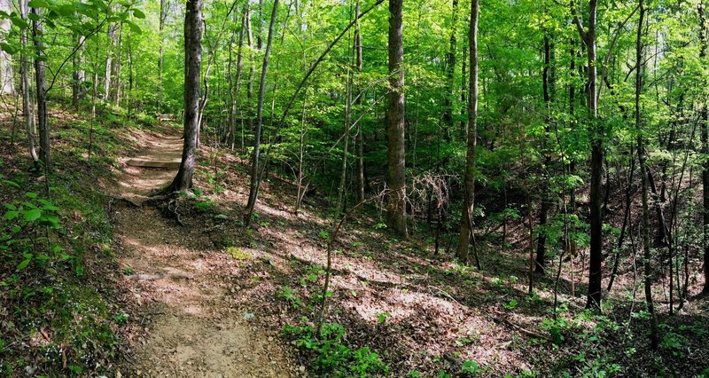 The trail carving through the forest.