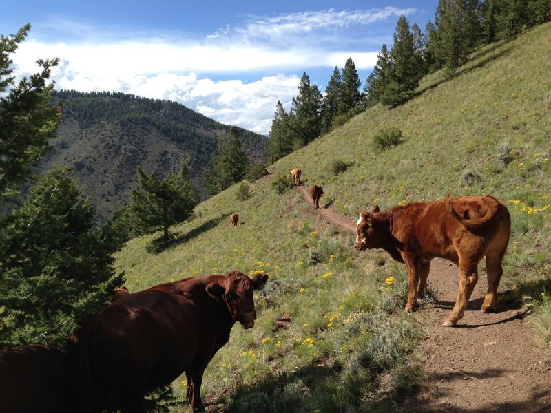 A few natural obstacles along the way.