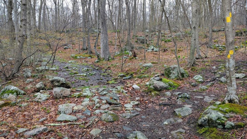 This is the only real place to lose you bearing - be sure to take the right singletrack trail and not stay on the more obvious unmarked trail to the left.