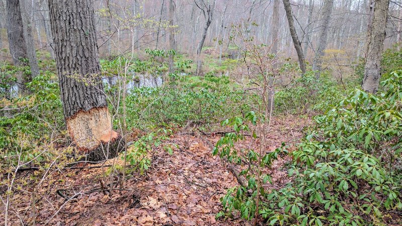 Beaver Crossing! Looks like this tree was just too large for the beaver to handle. Far in the distance (center of photo) you can just make out a mound of branches that must be its home.