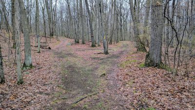 Even though you parked at "Saffin Pond", the yellow trail bears right (ignore the signpost to "Saffin Pond"). It will get you to the pond, but not where you parked.