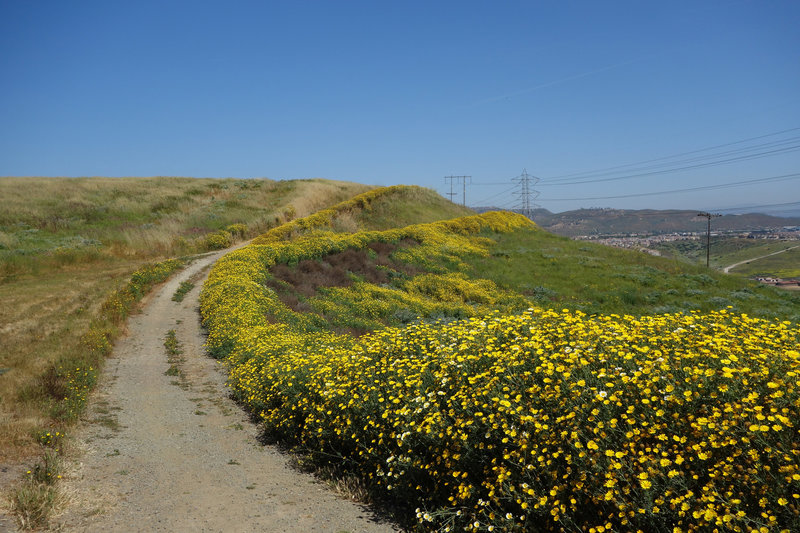 Wildflowers bloom at the start of the Lusardi Creek Loop Trail in the spring.