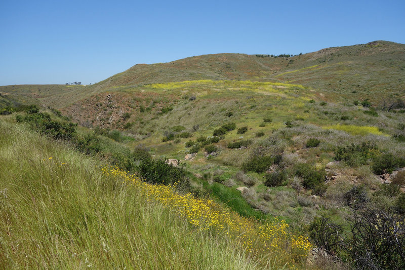 A riparian area along the Lusardi Creek Loop Trail provides habitat for flora to flourish.