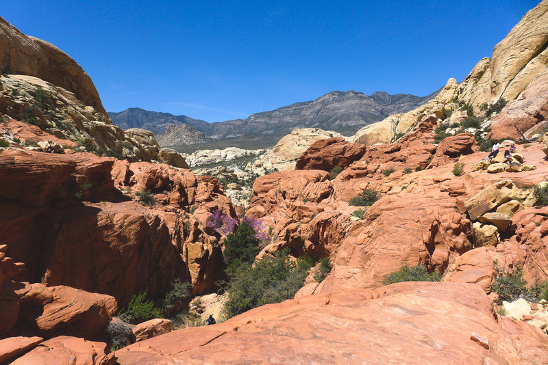 Spring colors in the desert canyons.