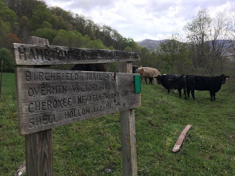 Cows in the way at the start of the trail.