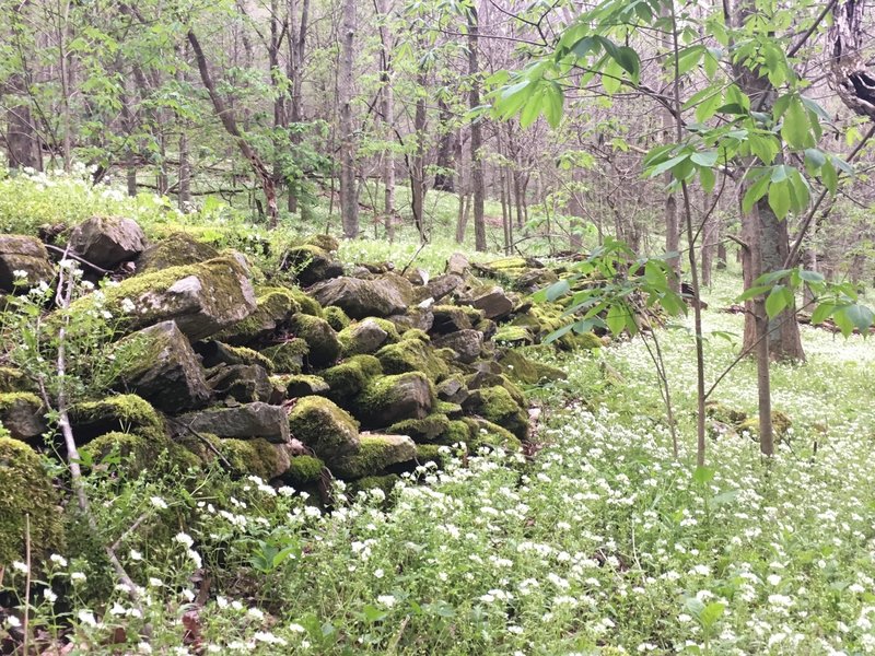 An old wall and wildflowers along the Overmountain Victory Trail.