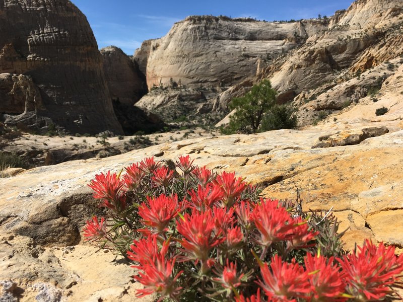 April blooms along the Boulder Mail Trail.