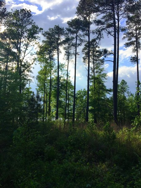 Glimpse of the lake through the Loblolly Pine.