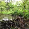 A successful beaver dam.