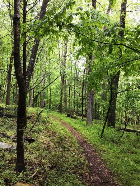 A wet day brings out the intense green colors.