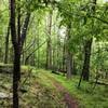 A wet day brings out the intense green colors.