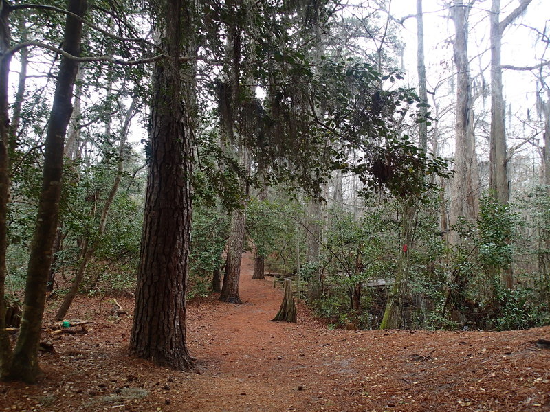 The pine needle covered Osmanthus Trail.