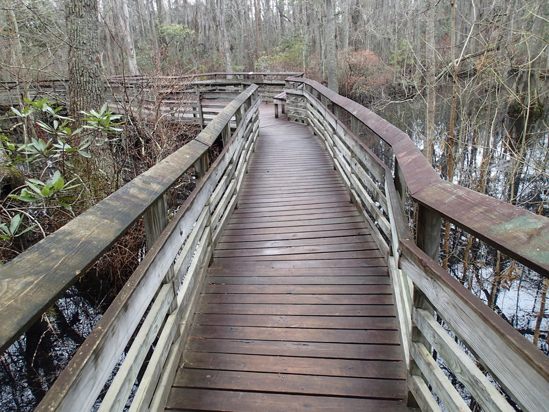 The viewing platform and trail through swamp area.