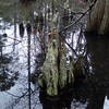 Bald Cypress Trees growing in the marsh give the trail its name.