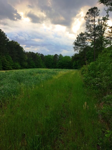 An old field along the Old Farm Trail.