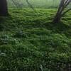 New stiltgrass along the Mason Farm - Main Trail.