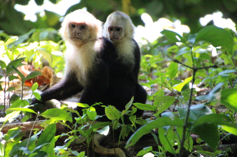 White Face Monkeys (mom and baby).