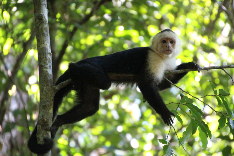 White Face Monkeys can be spotted along the Sendero Punta Catedral.