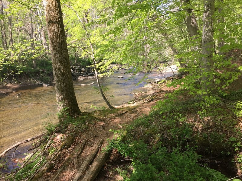 Singletrack on the Charles Bailey Trail.