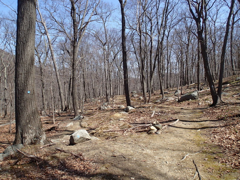 The junction of Howell Trail and Stillman Spring Trail.