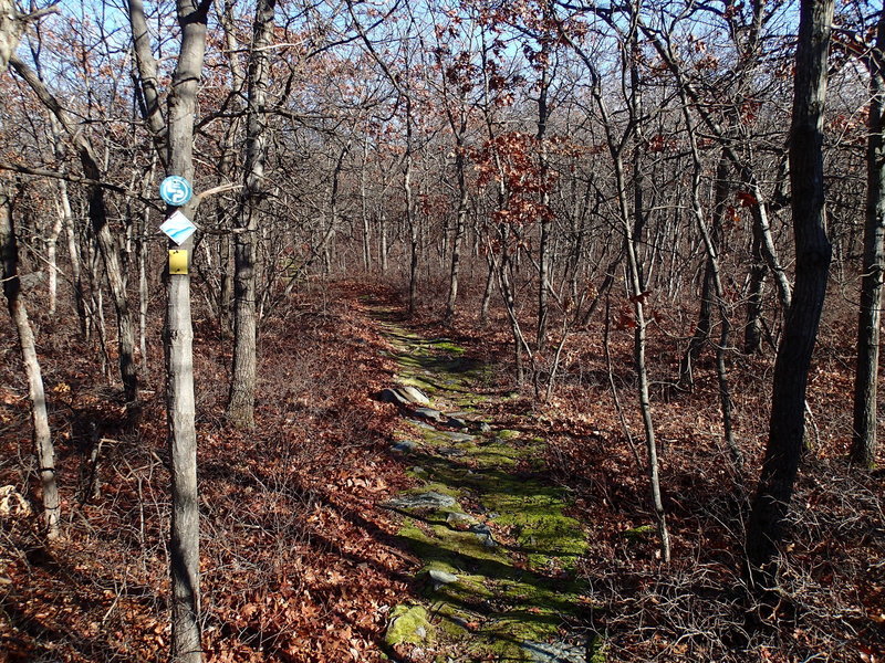 Jessup/Long Path/Highlands Trail traverses dense hardwood forests.